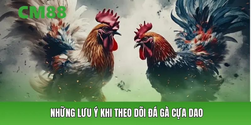Những lưu ý khi theo dõi đá gà cựa dao
