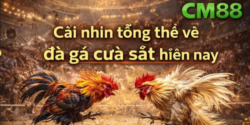 Cái nhìn tổng thể về đá gà cựa sắt hiện nay