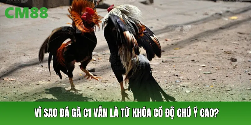 Vì sao đá gà C1 vẫn là từ khóa có độ chú ý cao?